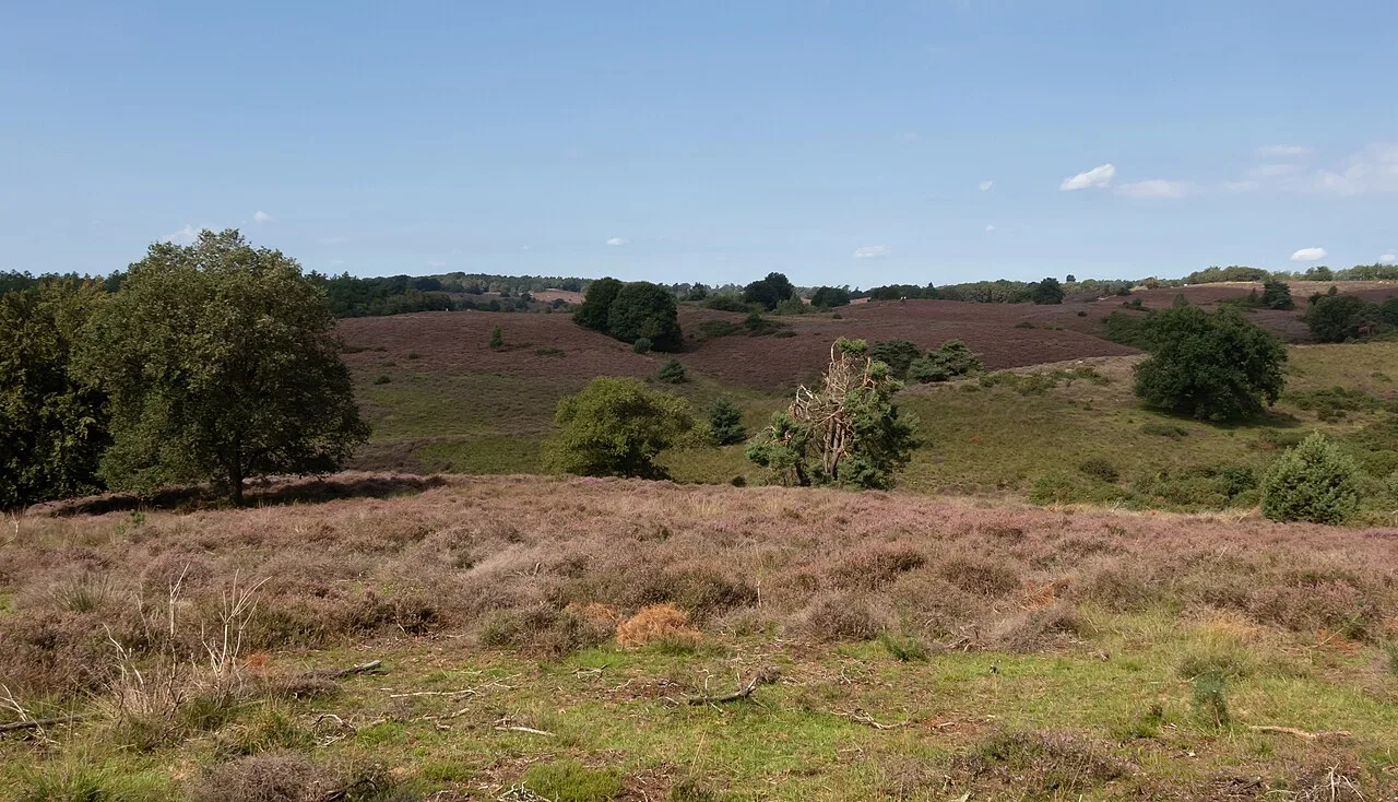 Heidelandschap bij de Posbank, Gelderland